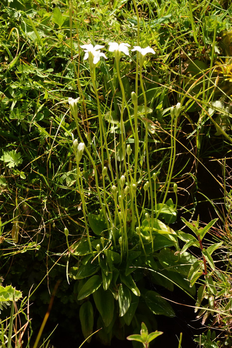 Изображение особи Parnassia laxmannii.