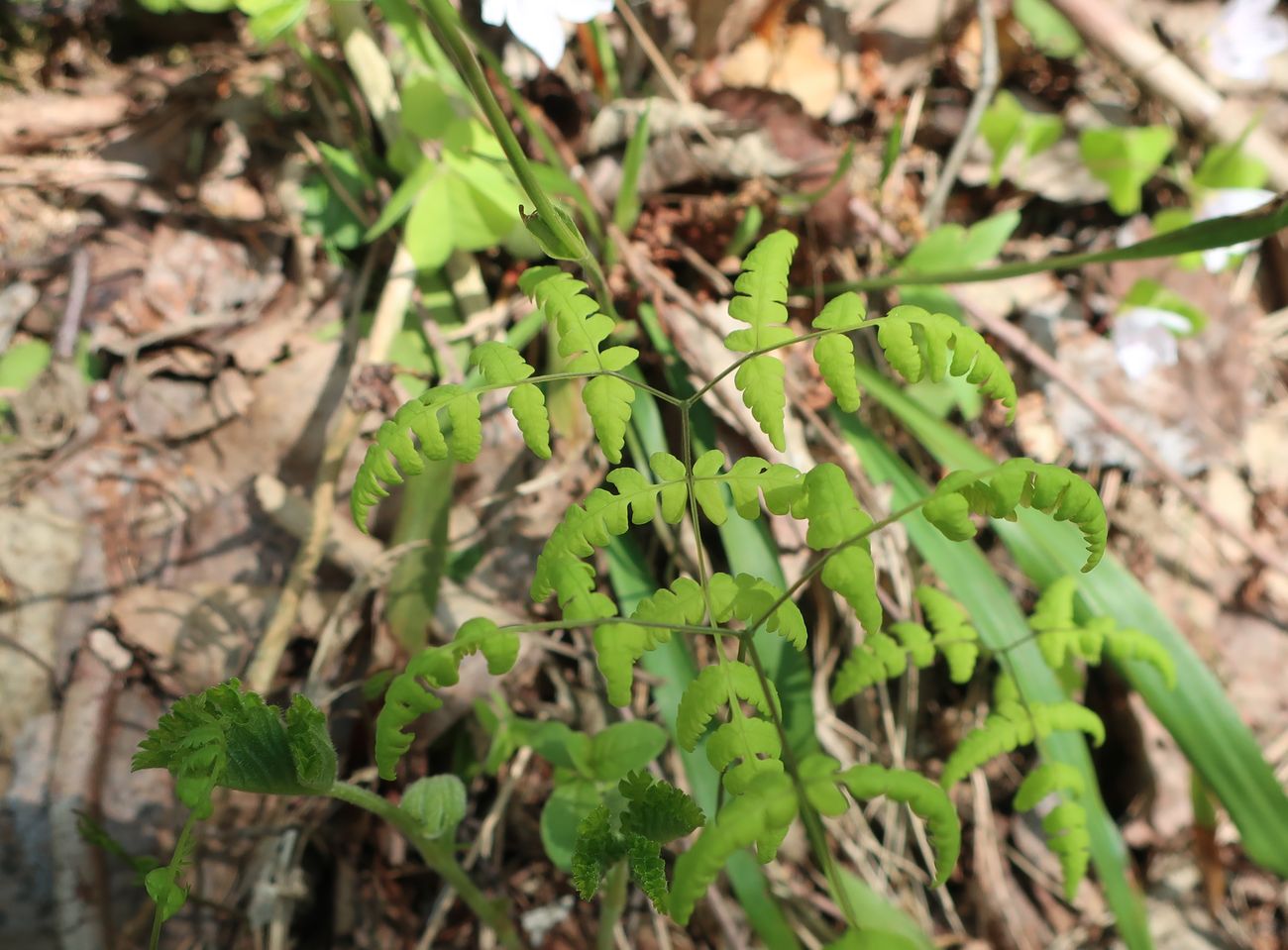 Изображение особи Gymnocarpium dryopteris.