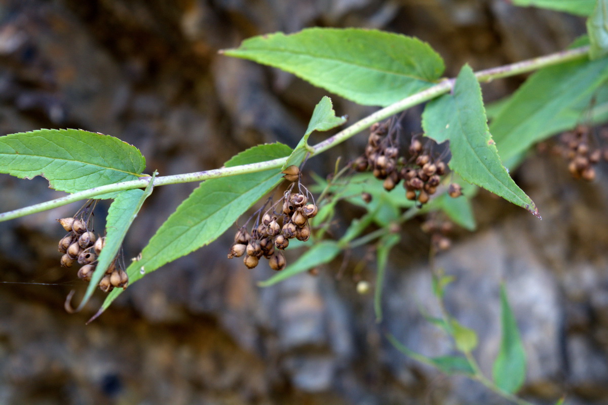 Изображение особи род Scrophularia.