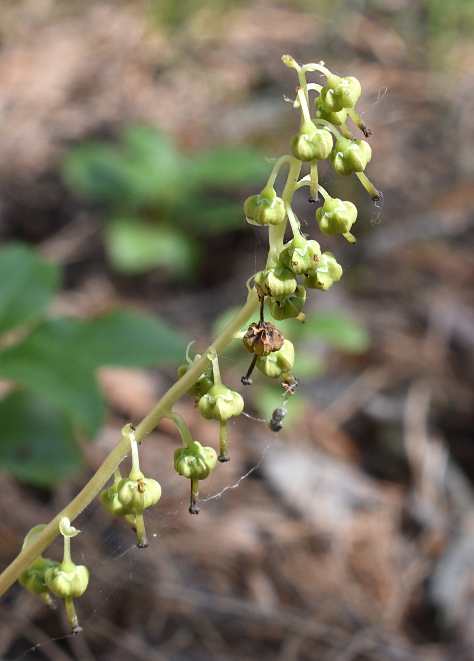 Изображение особи Orthilia secunda.