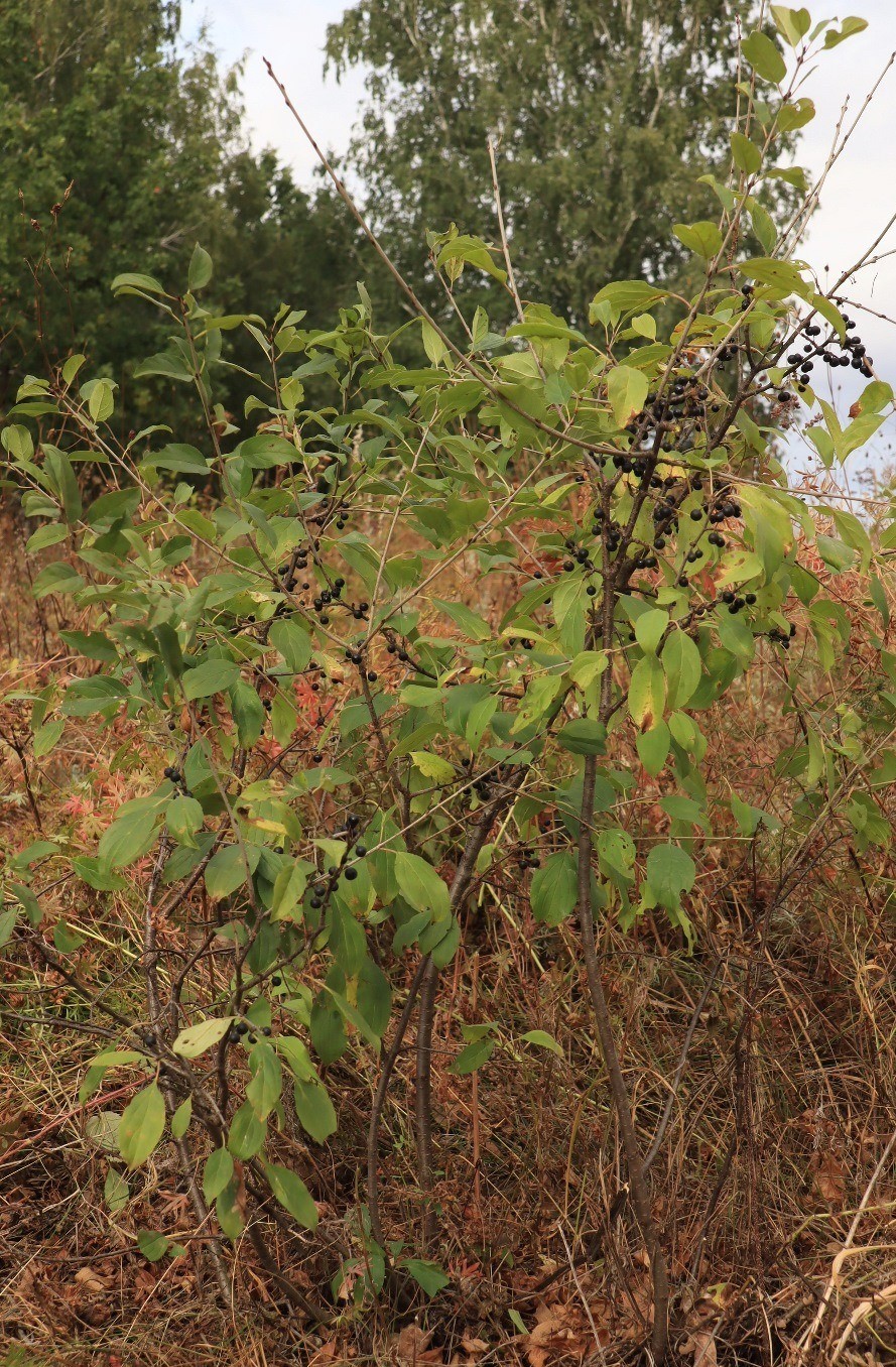 Image of Frangula alnus specimen.