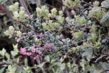 genus Vaccinium. Ветви с соцветиями и молодыми побегами. Бутан, дзонгхаг Монгар, национальный парк \"Phrumsengla\". 05.05.2019.