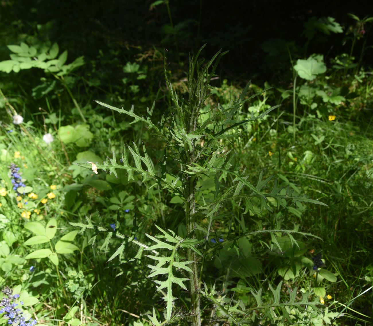 Изображение особи Cirsium palustre.