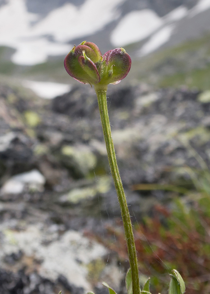 Image of familia Ranunculaceae specimen.