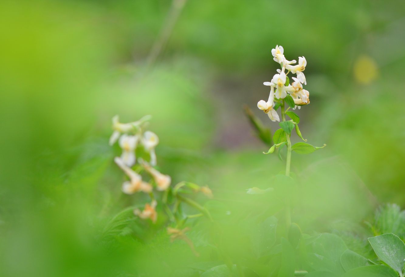 Image of Corydalis marschalliana specimen.