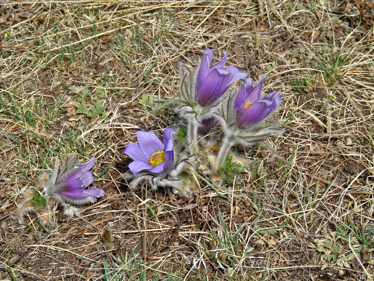 Image of Pulsatilla turczaninovii specimen.