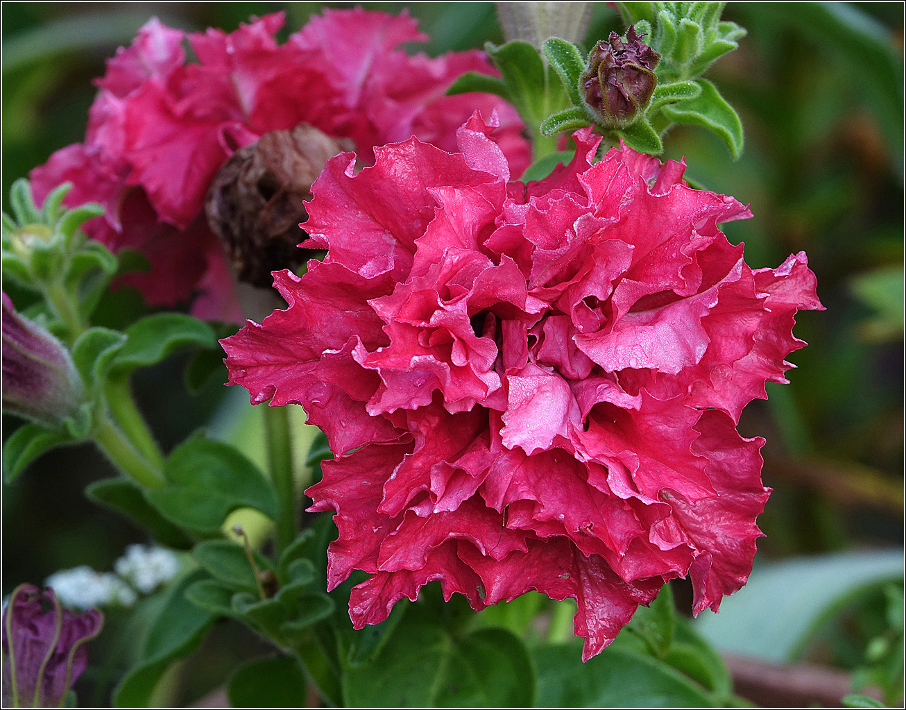 Image of Petunia &times; hybrida specimen.