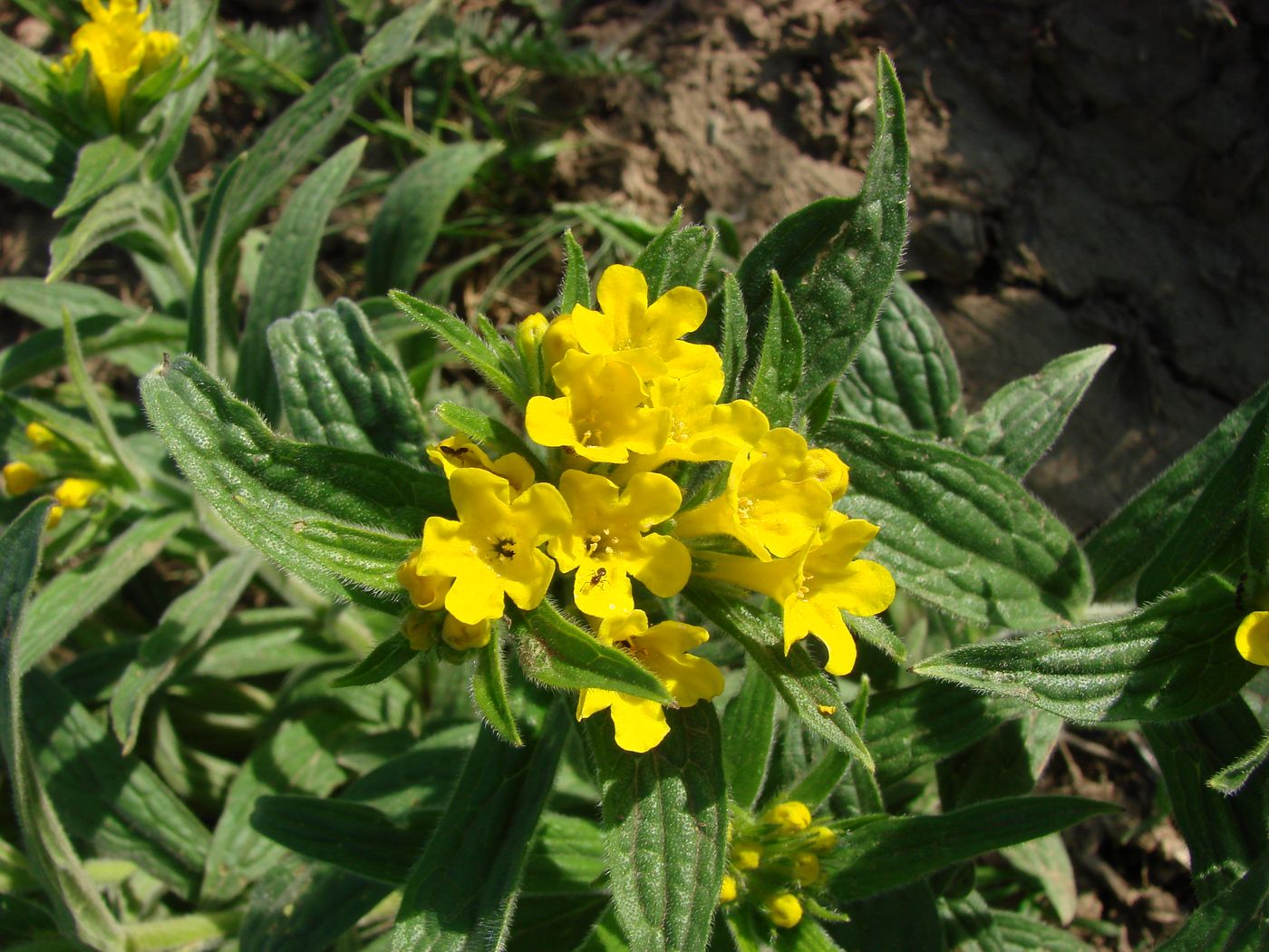 Image of Ulugbekia tschimganica specimen.