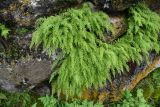 Woodsia caucasica