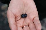 Vaccinium subspecies microphyllum