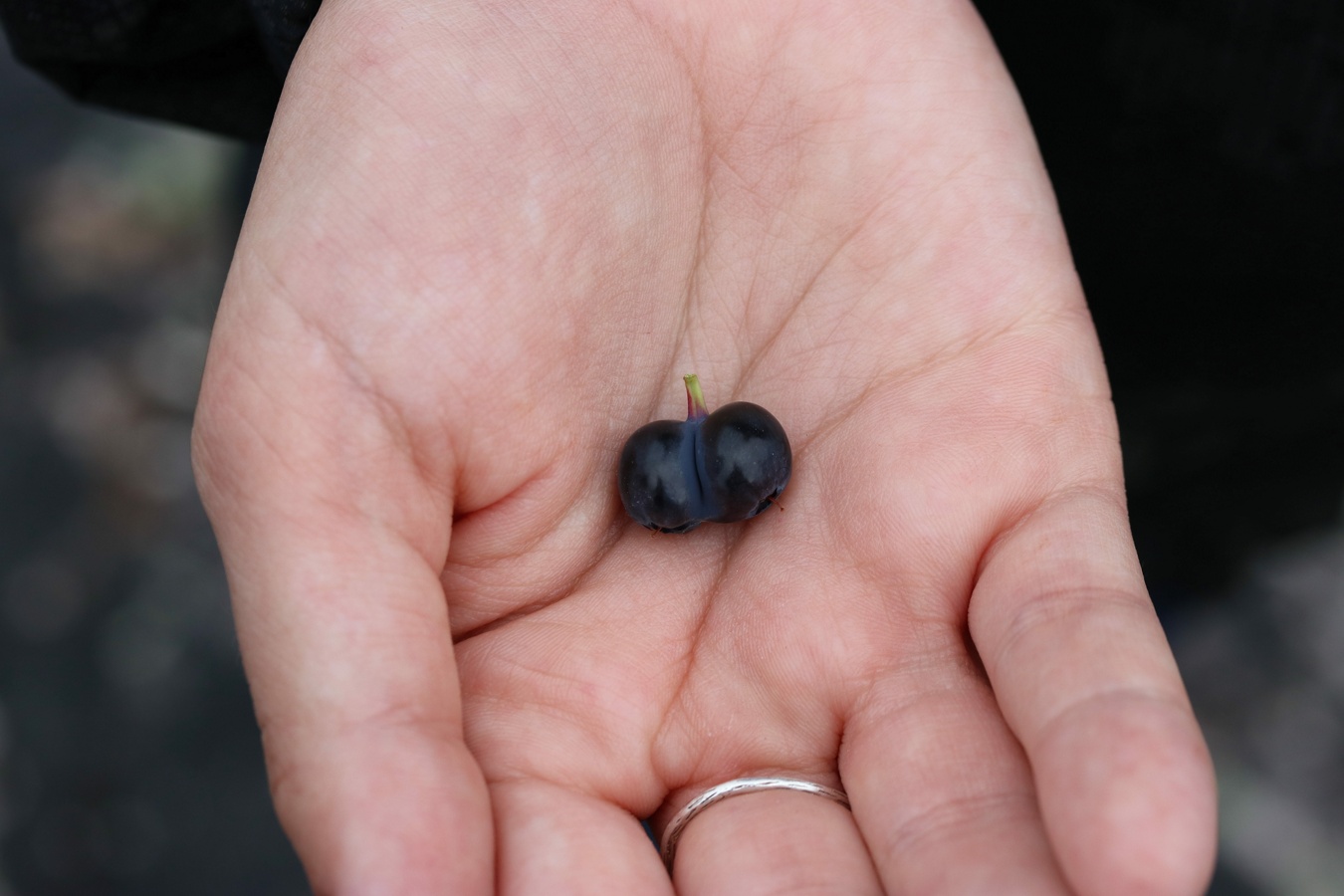 Image of Vaccinium uliginosum ssp. microphyllum specimen.