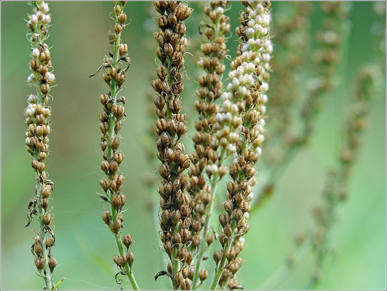 Image of Veronica longifolia specimen.