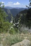 Anthericum liliago. Цветущие растения. Испания, Каталония, пров. Барселона, комарка Бергеда, муниципалитет Сальдес, подножие горы Педрафорка, окр. смотр. площадки \"Гресолет\", 1557 м н.у.м., зарастающая травами отсыпка горной дороги. 05.06.2022.