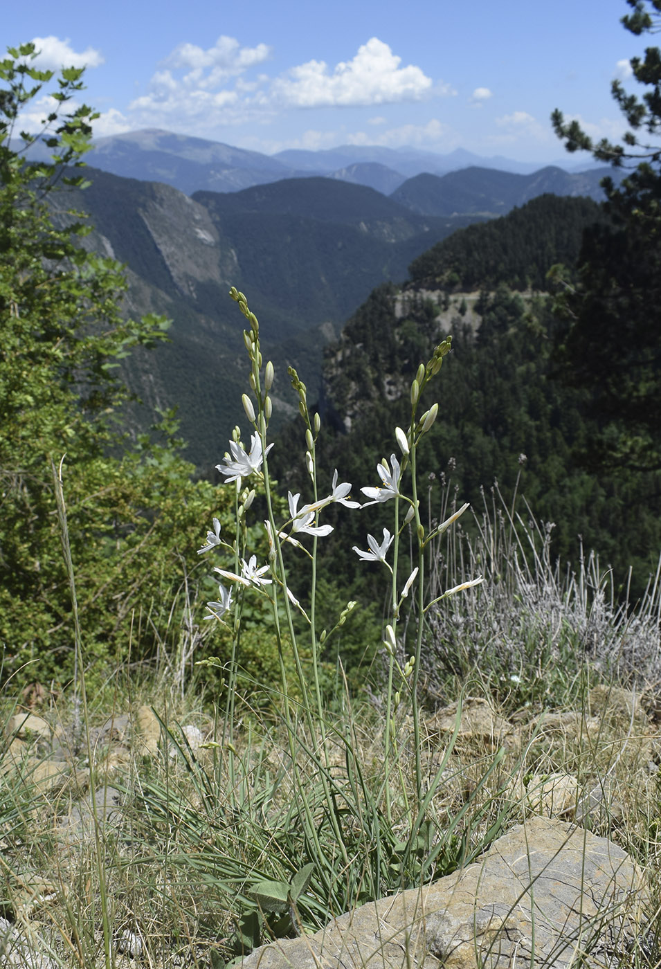 Image of Anthericum liliago specimen.