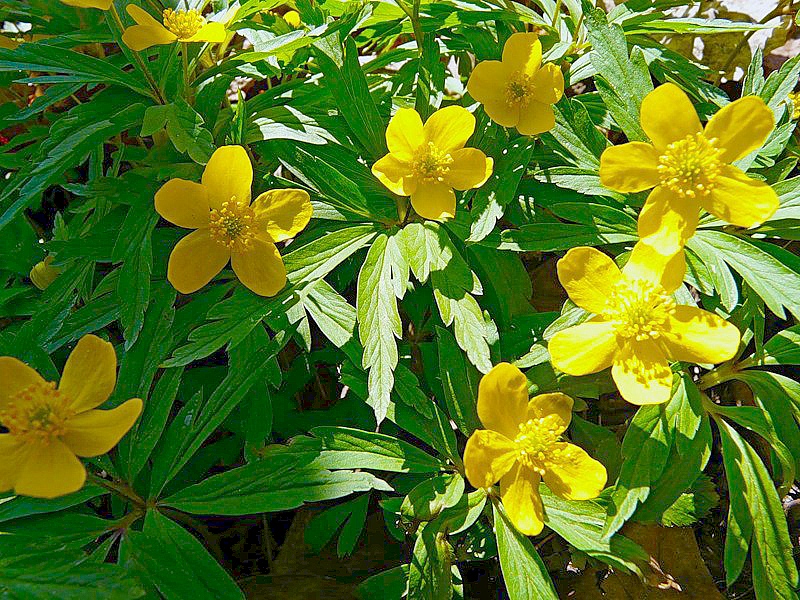 Image of Anemone ranunculoides specimen.