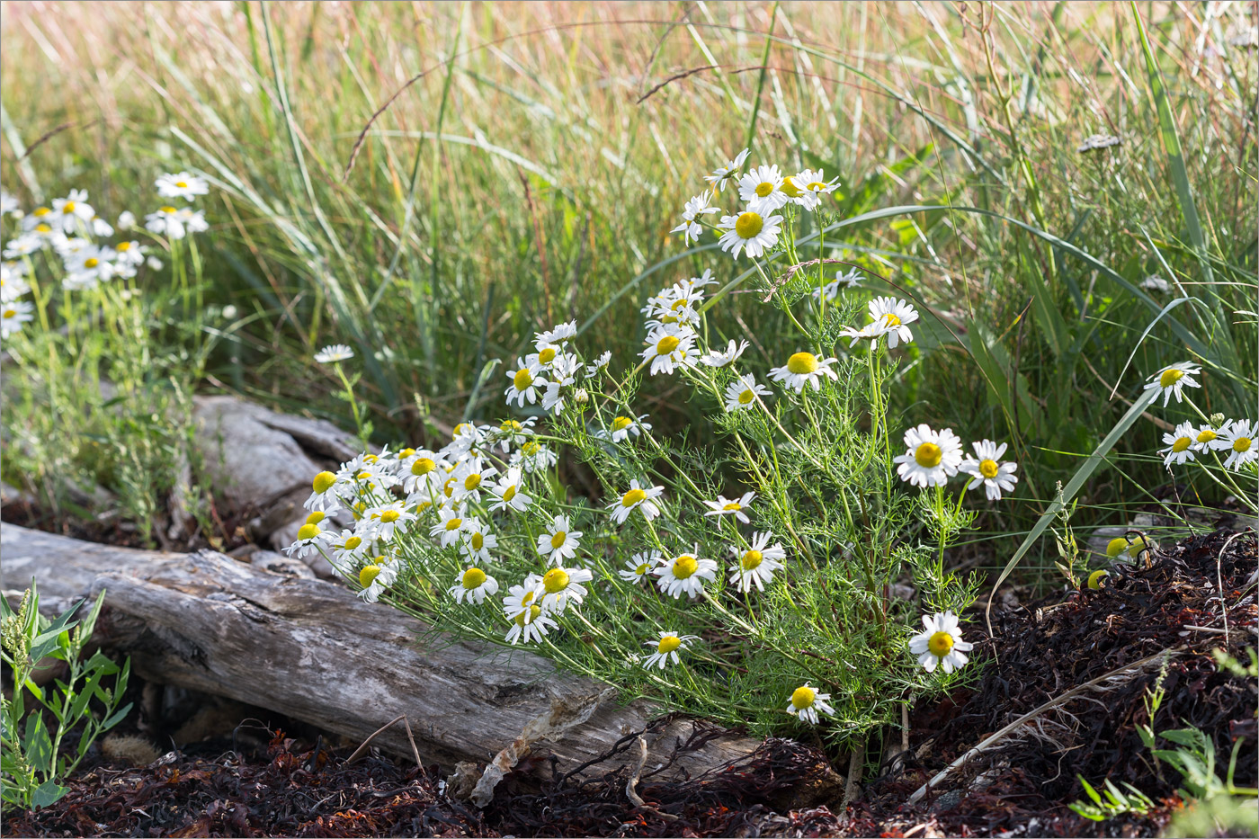 Image of Tripleurospermum subpolare specimen.