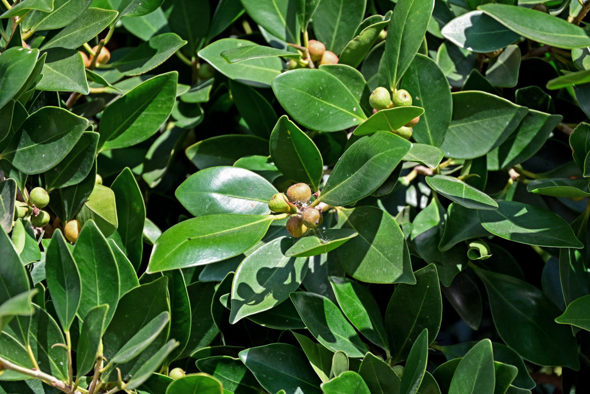 Image of Ficus microcarpa specimen.