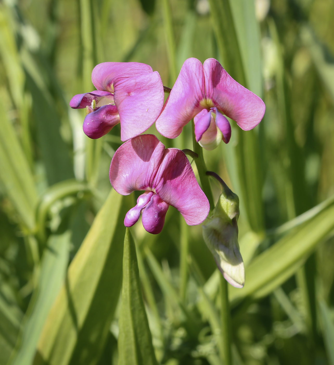 Image of Lathyrus sylvestris specimen.