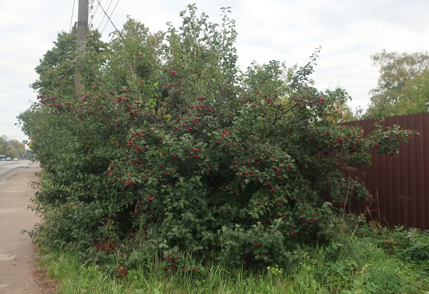 Image of genus Crataegus specimen.