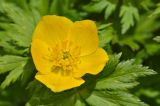 Trollius ranunculinus