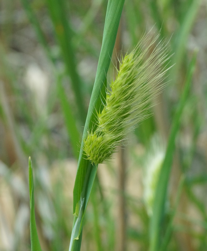 Изображение особи Cynosurus echinatus.