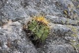 род Ferocactus