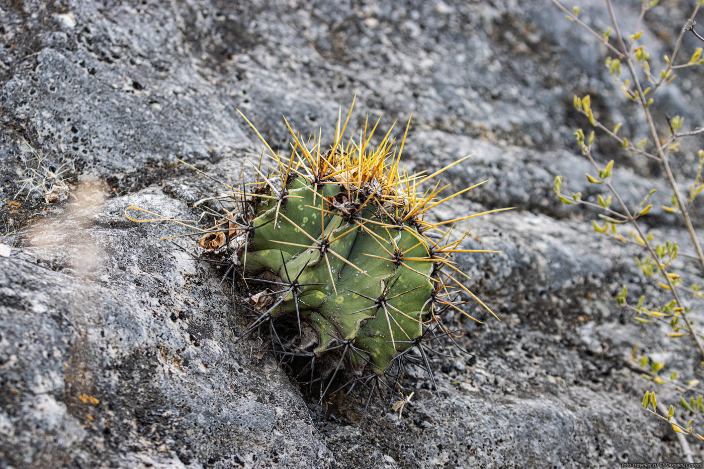 Image of genus Ferocactus specimen.