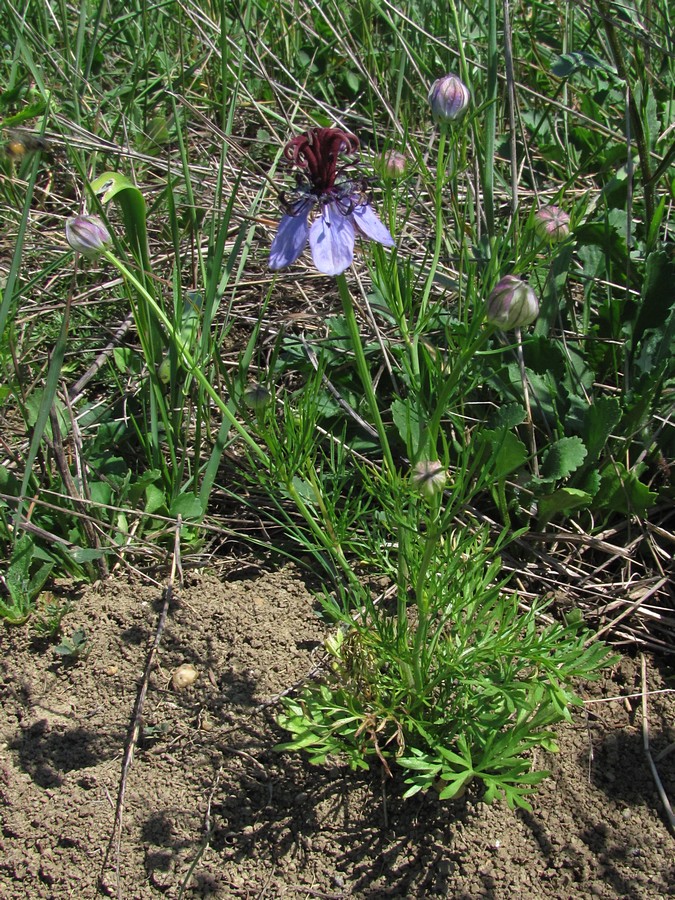 Image of Nigella segetalis specimen.