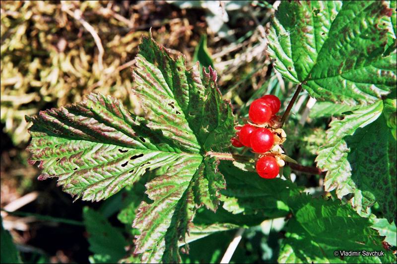 Image of Rubus saxatilis specimen.