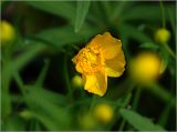 Ranunculus cassubicus