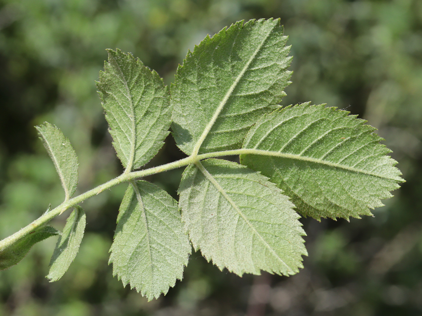Image of Rosa floribunda specimen.