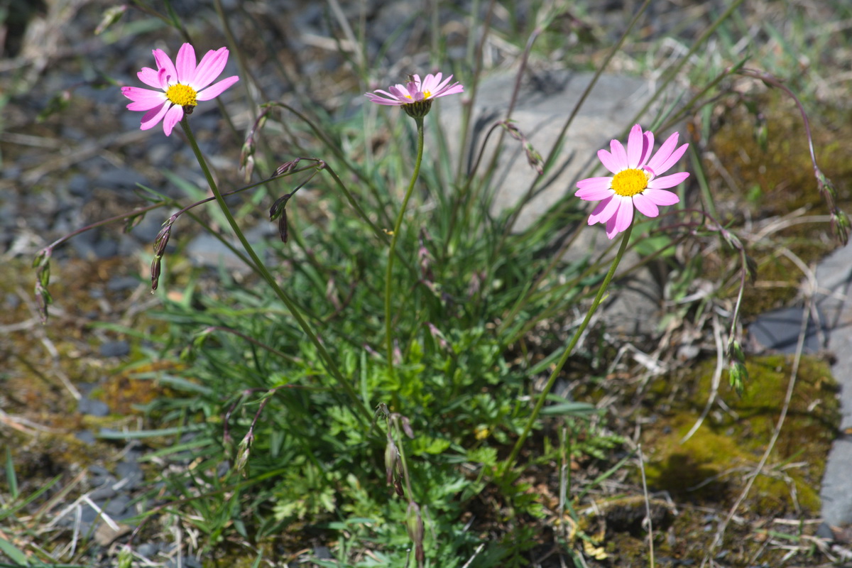 Изображение особи Pyrethrum coccineum.