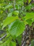 Betula dauurica