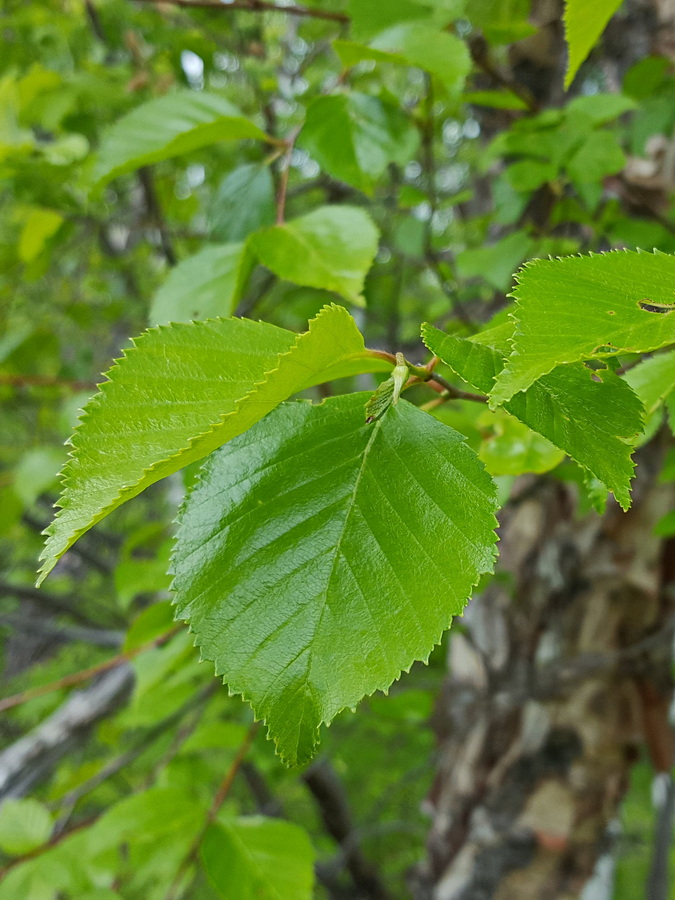 Изображение особи Betula dauurica.