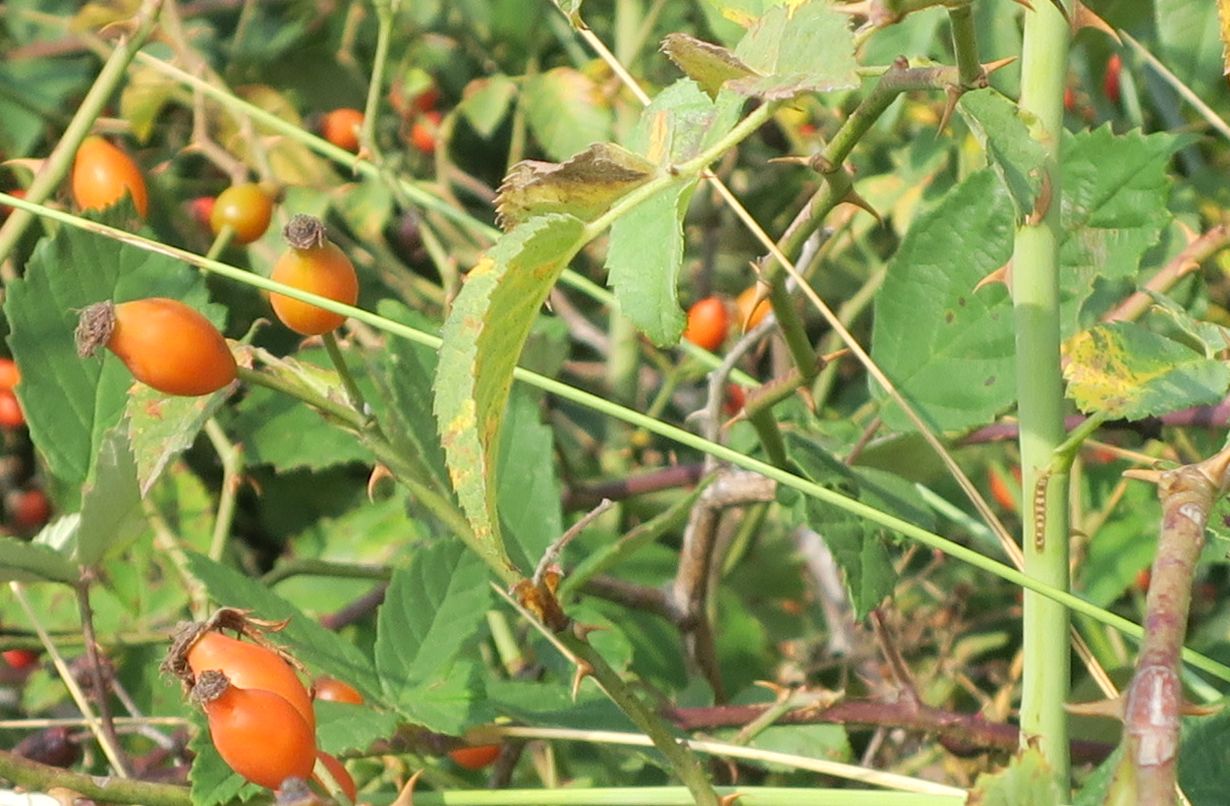 Image of genus Rosa specimen.