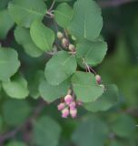 Amelanchier alnifolia