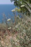 Daucus guttatus. Цветущее растение среди побегов Bassia prostrata. Крым, Севастополь, окр. мыса Фиолент, известняковый склон. 15.07.2023.