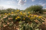 Solanum cornutum. Цветущее растение. Калмыкия, Черноземельный р-н, окр. пос. Адык, закреплённый бархан. 16.07.2023.