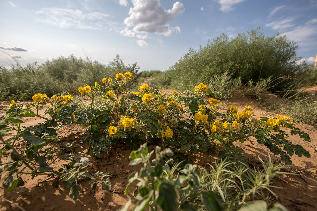 Изображение особи Solanum cornutum.