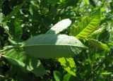 Salix myrsinifolia. Верхушка побега; видна нижняя сторона листовой пластинки. Ярославская обл., Угличский р-н, д. Масальское, р. Корожечна. 05.07.2010.