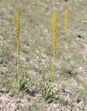 Eremurus fuscus