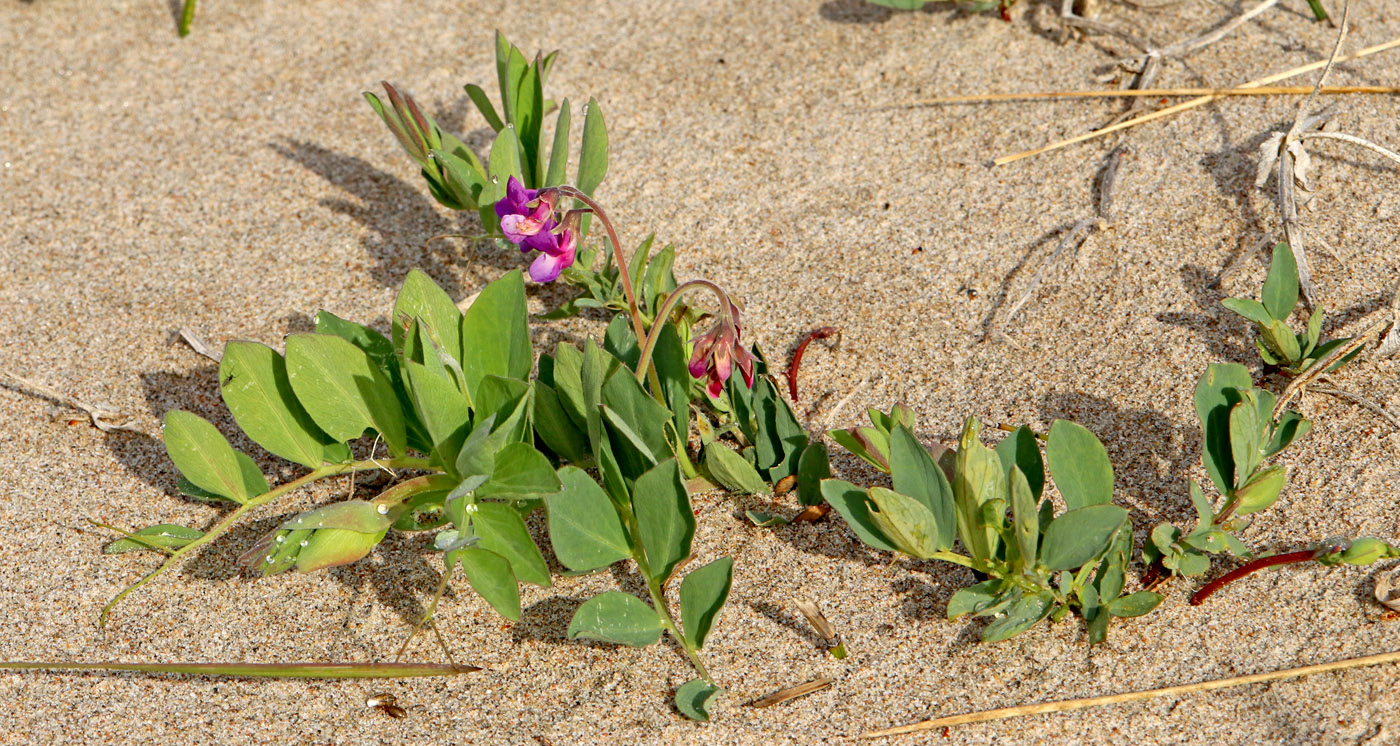 Image of Lathyrus japonicus ssp. pubescens specimen.