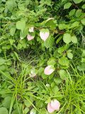 Actinidia kolomikta