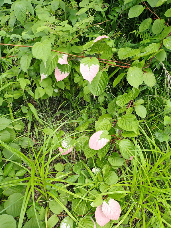 Изображение особи Actinidia kolomikta.