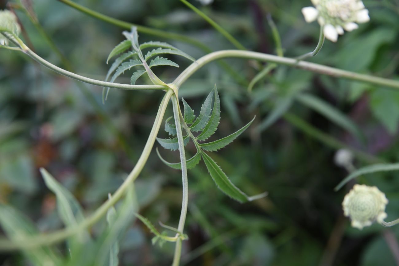 Image of Cephalaria gigantea specimen.