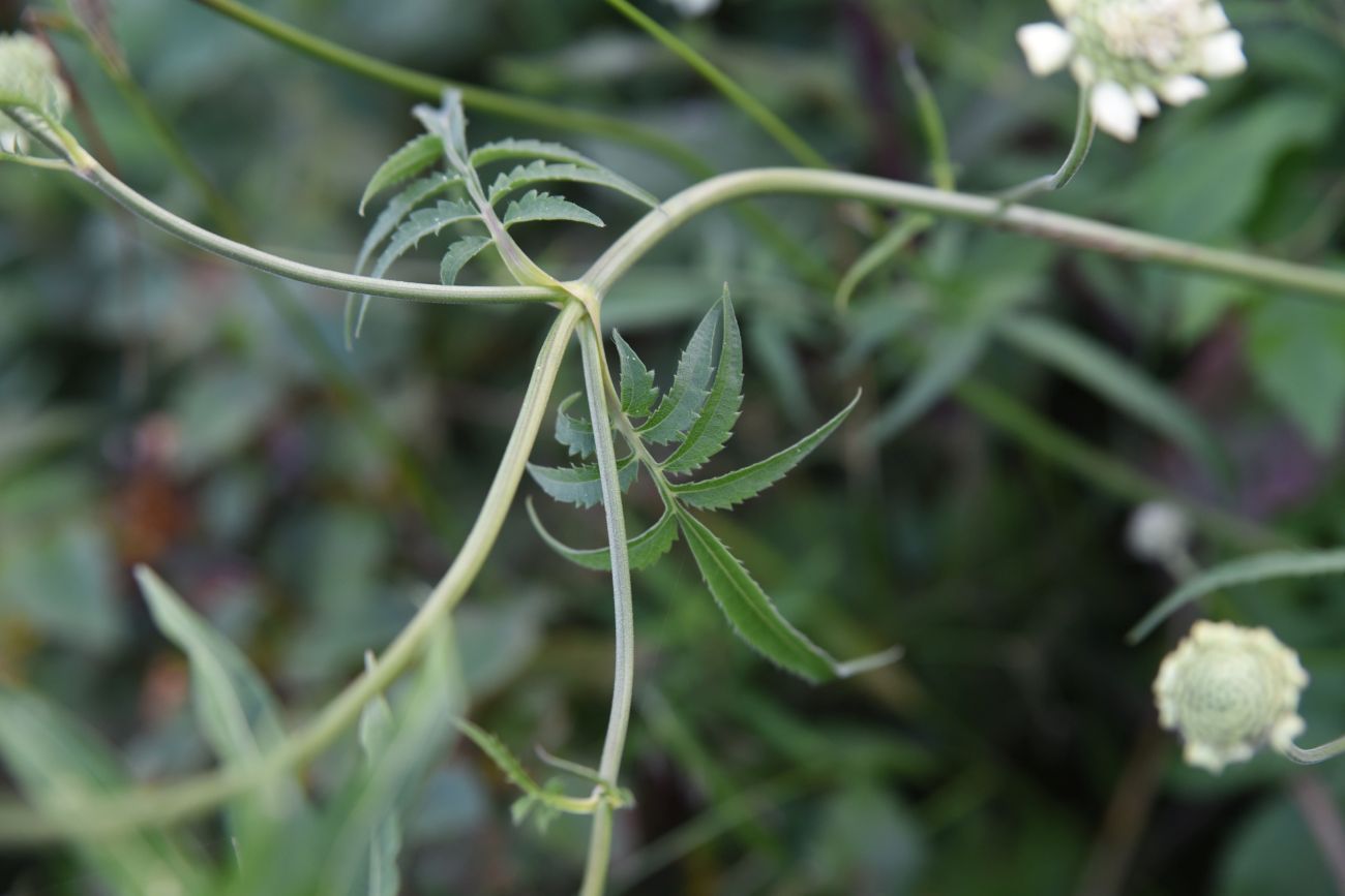 Изображение особи Cephalaria gigantea.