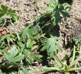 genus Geranium
