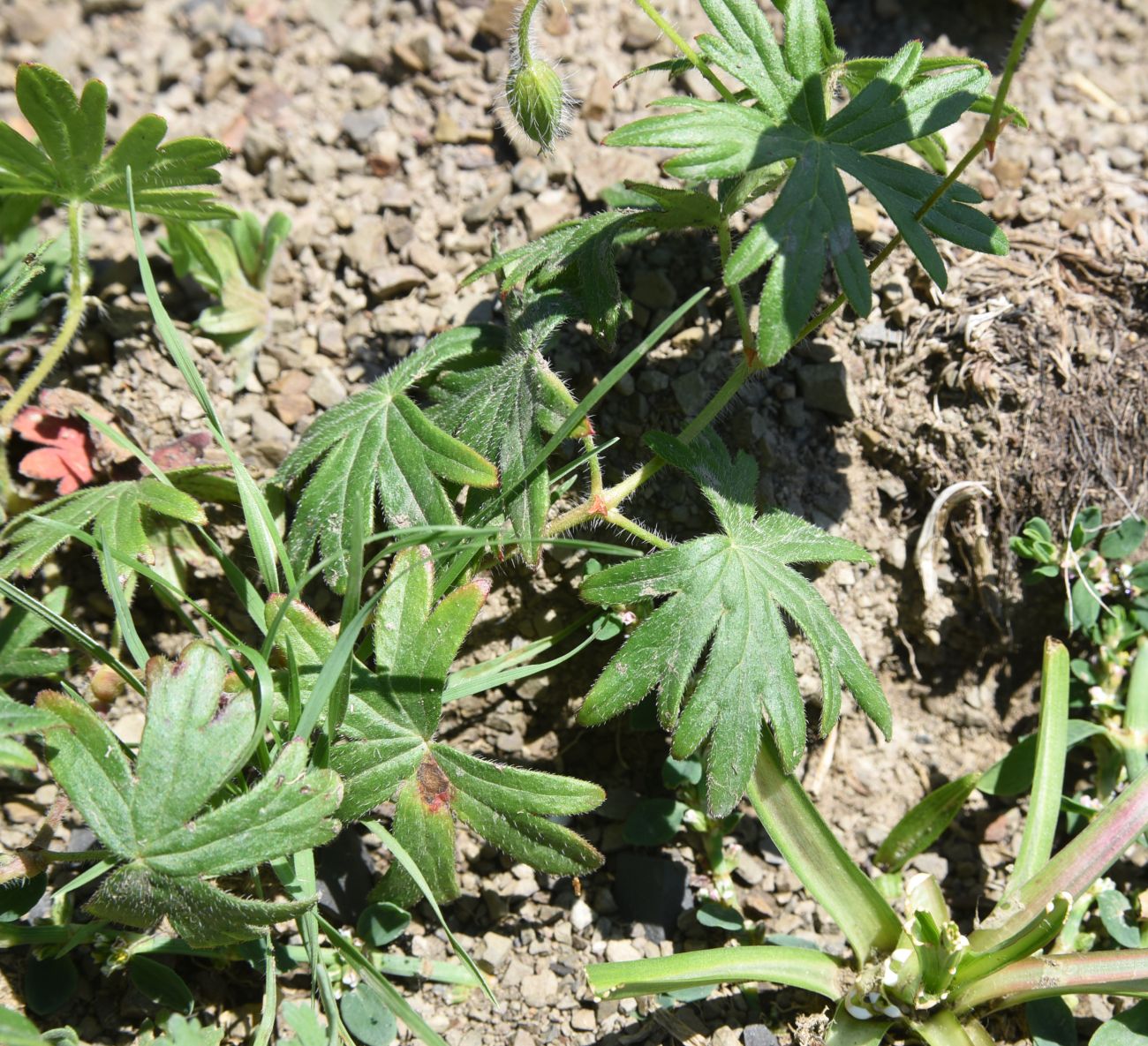 Изображение особи род Geranium.