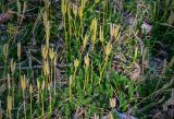 Lycopodium clavatum