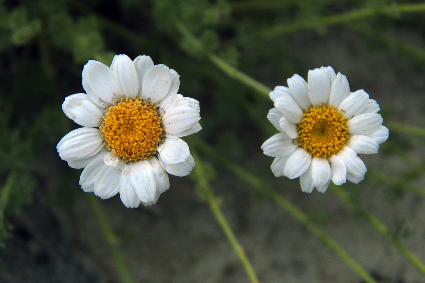 Image of Spathipappus griffithii specimen.